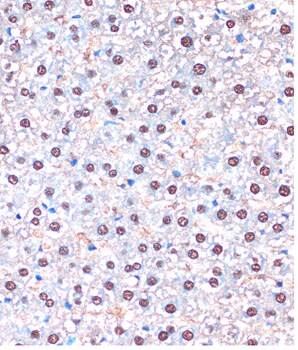 UFM1 Activating Enzyme/UBA5 Antibody
