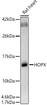 HOP Antibody