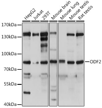 ODF2 Antibody