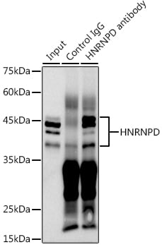 AUF1 Antibody