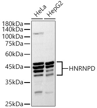 AUF1 Antibody