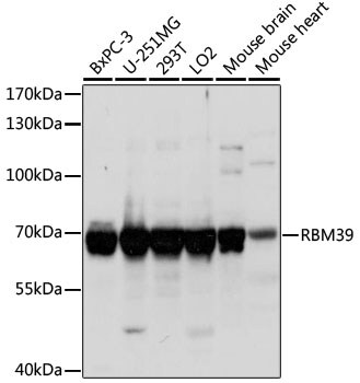 HCC1 Antibody