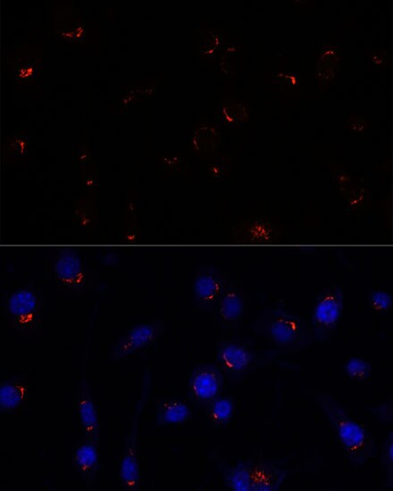 GOLGA5 Antibody