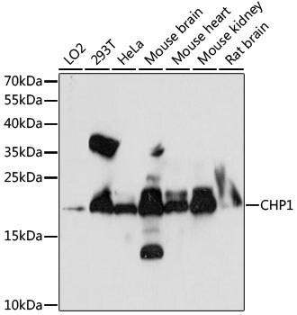 Calcium-binding-protein-P22 Antibody