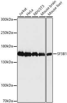 SAP155 Antibody