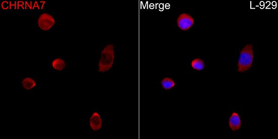 Nicotinic Acetylcholine R alpha 7/CHRNA7 Antibody