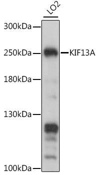 KIF13A Antibody