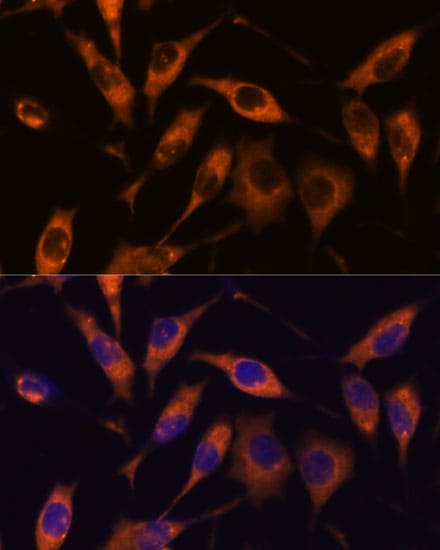 Atlastin-2 Antibody