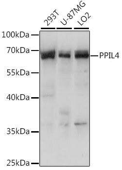 PPIL4 Antibody