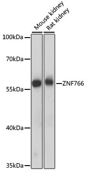 ZNF766 Antibody