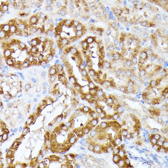 CLNS1A Antibody