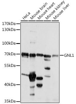 GNL1 Antibody