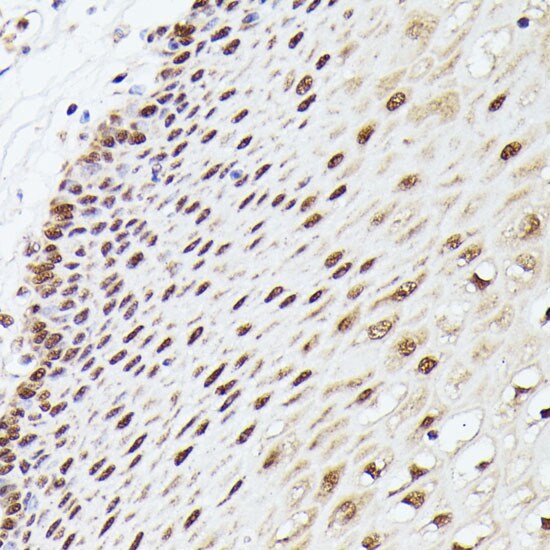 MLF2 Antibody