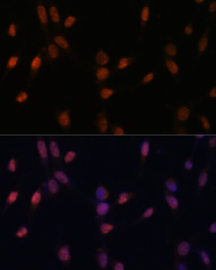 USP33 Antibody