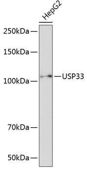 USP33 Antibody