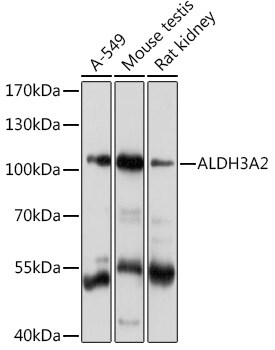 FALDH Antibody