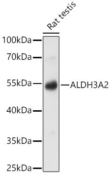 FALDH Antibody