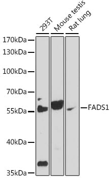 FADS1 Antibody