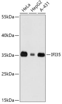 IFI35 Antibody