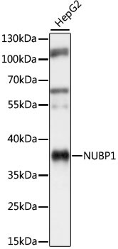 NUBP1 Antibody