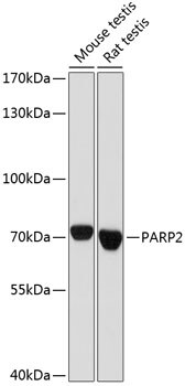 PARP2 Antibody