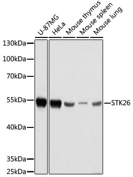 MST4 Antibody