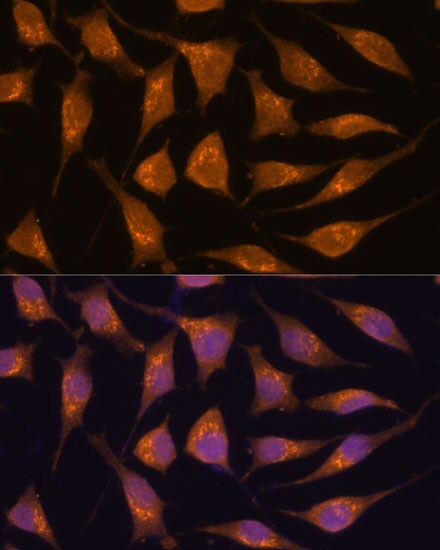 ACBD3 Antibody