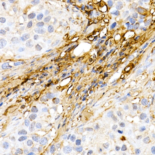 Decorin Antibody