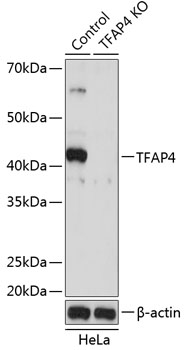 TFAP4 Antibody