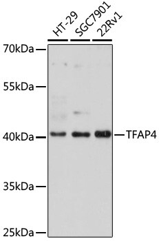 TFAP4 Antibody