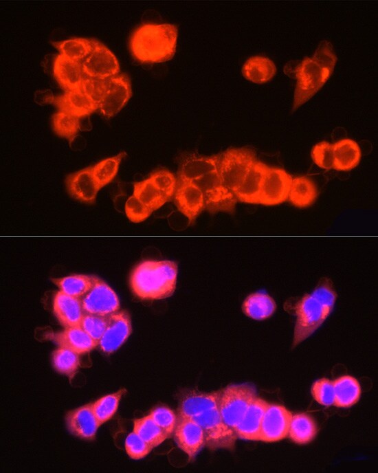 USP18 Antibody