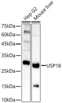 USP18 Antibody