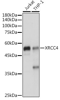 XRCC4 Antibody
