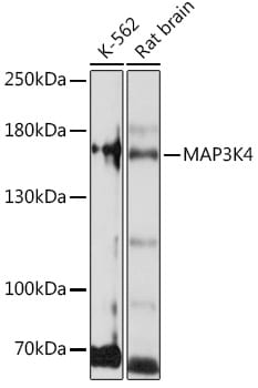 MEKK4 Antibody