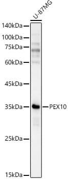 PEX10 Antibody