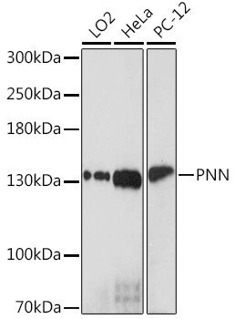 Pinin Antibody