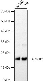 ARMER Antibody