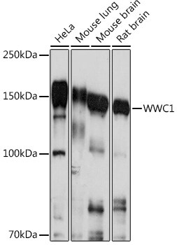 KIBRA Antibody