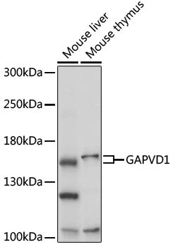RAP6 Antibody