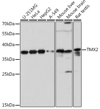TMX2 Antibody