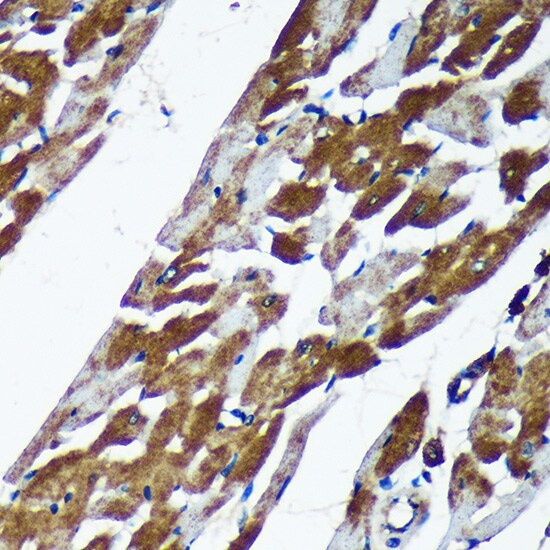 TMX2 Antibody