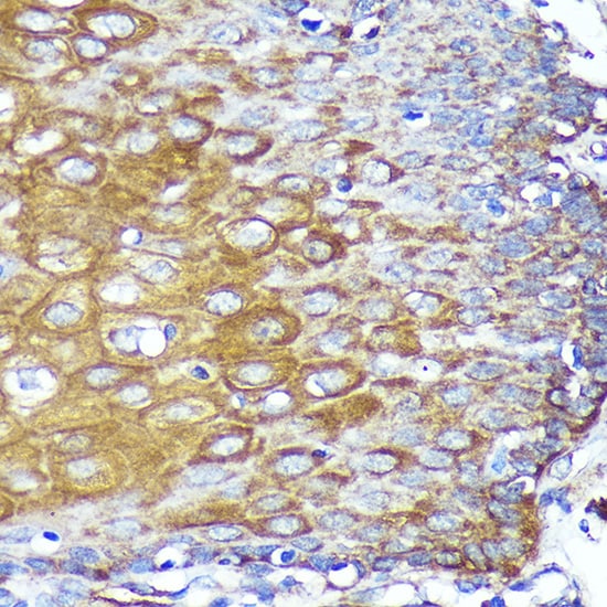 CYB5R1 Antibody
