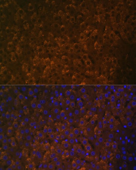 UGT1A6 Antibody