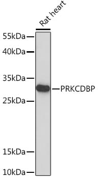 PRKCDBP Antibody