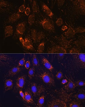 PDE12 Antibody