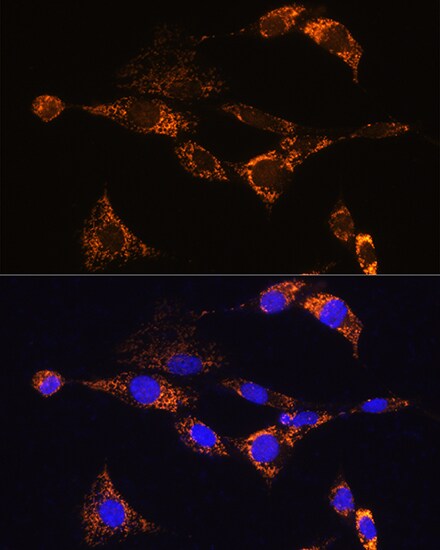 PDE12 Antibody