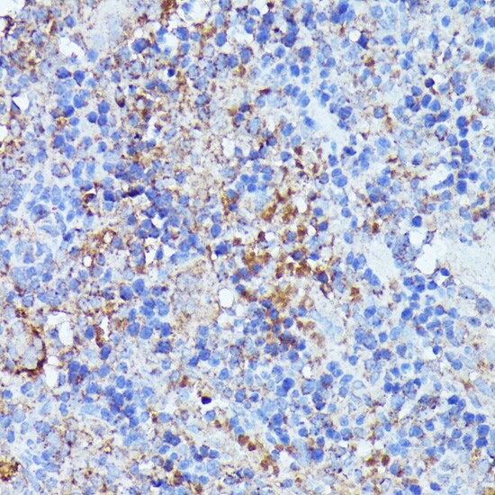 Septin-1 Antibody