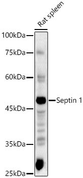 Septin-1 Antibody