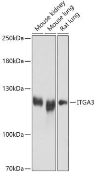 Integrin alpha 3/CD49c Antibody