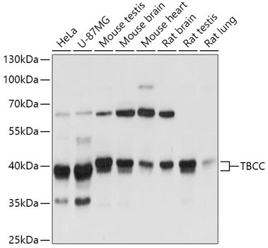 TBCC Antibody